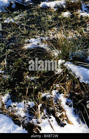 Pris dans la glace d'herbe Banque D'Images