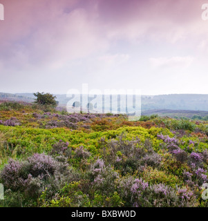 Heather Bilbury de gelée à la fin de l'été Cannock Chase Country Park AONB (région de beauté naturelle exceptionnelle) Banque D'Images