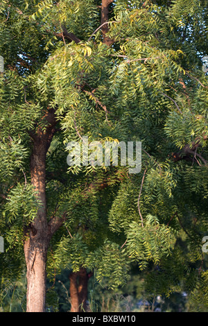 Arbre de neem (Azadirachta indica) Banque D'Images