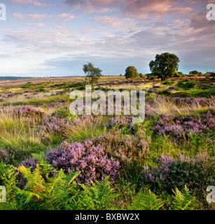 Heather et l'herbe à la fin de l'été Santé Cannock Chase Country Park AONB (région de beauté naturelle exceptionnelle) Banque D'Images