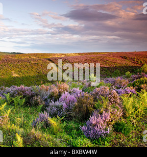 Heath et les collines à la fin de l'été Cannock Chase Country Park AONB (région de beauté naturelle exceptionnelle) dans le Staffordshire England UK Banque D'Images