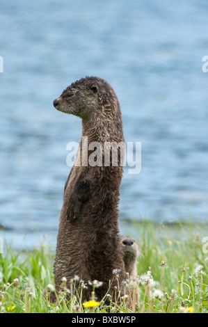 Le nord de la loutre de rivière (Lontra canadensis), Yellowstone National Park, Wyoming Banque D'Images