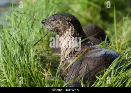Loutre du Canada Adultes Banque D'Images