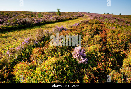 Plantes myrtille Heather ou Ling en fleurs à la fin de l'été Cannock Chase Country Park AONB (région de beauté naturelle exceptionnelle) Banque D'Images