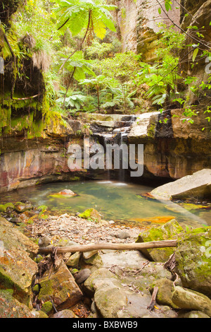 Moss Garden à Carnarvon Gorge, Carnarvon National Park, Queensland, juin Banque D'Images