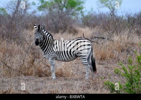 Un seul moule debout dans les buissons. Le Parc National Kruger, Afrique du Sud. Banque D'Images