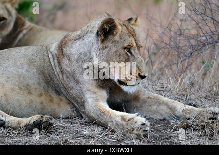 Un jeune lion mâle adulte. Le Parc National Kruger, Afrique du Sud. Banque D'Images