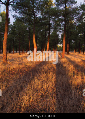 Lever du soleil dans une forêt de pins, de l'Espagne. Banque D'Images