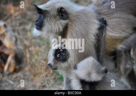 Une face noire femme singe indien ( Langur) avec bébé singe Banque D'Images