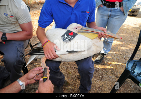 Grand Pélican blanc (Pelecanus onocrotalus) sont bagués et marqués avant d'être libéré de nouveau à la nature. Banque D'Images