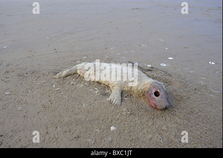 Halychoerus grypus phoque gris (Halichoerus grypus) - chiot blanc mort sur le brin en hiver - Lincolnshire - Angleterre Banque D'Images