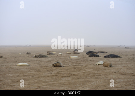 Halychoerus grypus phoque gris (Halichoerus grypus) - colonie avec les taureaux, vaches et petits portant sur la plage en hiver Banque D'Images