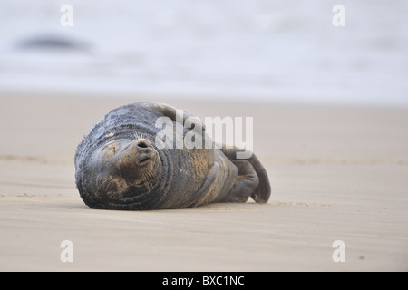 Halychoerus grypus phoque gris (Halichoerus grypus) - bull portant sur la plage en hiver - Lincolnshire - Angleterre Banque D'Images