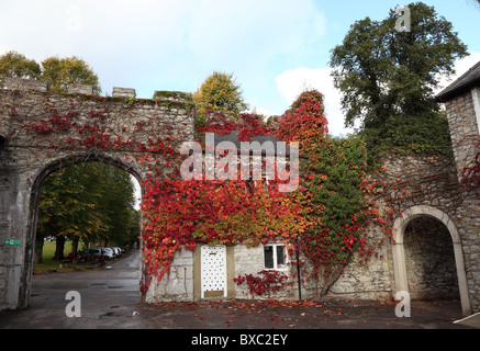 Château de Bodelwyddan mur de vigne vierge au Pays de Galles Banque D'Images