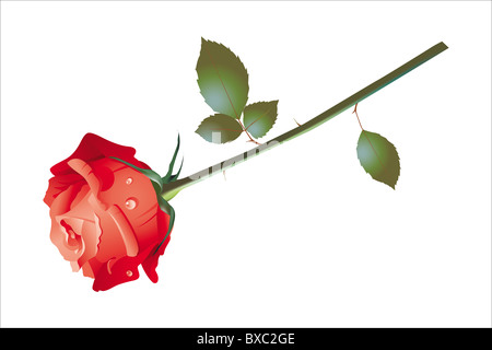 Rose rouge isolated on white Banque D'Images