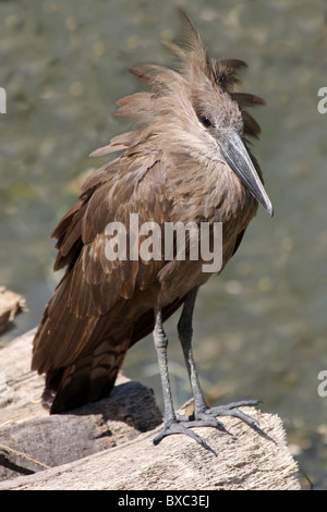 Scopus umbretta Hamerkop prises au lac Ziway, Ethiopie Banque D'Images