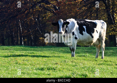 Les vaches laitières qui sont en ce moment grazingf à sec dans les champs en haut de Reigate Hill Banque D'Images