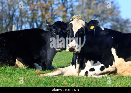 Les vaches laitières qui sont en ce moment grazingf à sec dans les champs en haut de Reigate Hill Banque D'Images