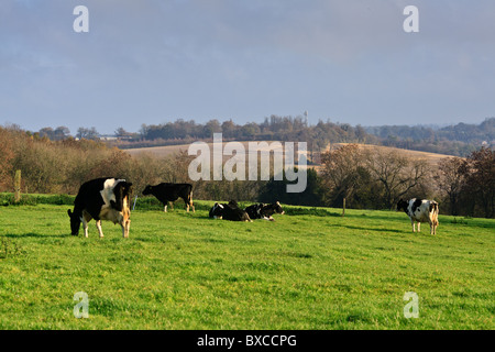 Les vaches laitières qui sont en ce moment grazingf à sec dans les champs en haut de Reigate Hill Banque D'Images