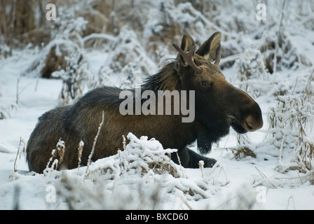 Un orignal reste dans la neige près d'Anchorage, Alaska. Banque D'Images