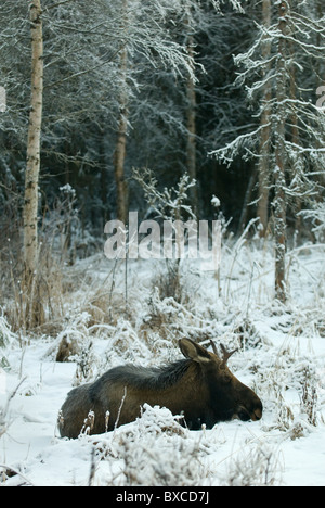 Un orignal reste dans la neige près d'Anchorage, Alaska. Banque D'Images