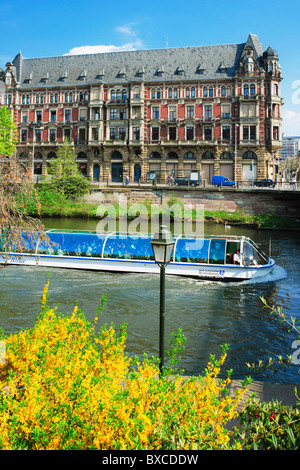 Batorama excursion en bateau sur l'Ill, Gallia résidence étudiante, Forsythia en fleurs, de Neustadt, Strasbourg, Alsace, France, Europe, Banque D'Images