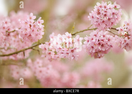 Fleur rose tendre de Prunus Shosar Flowering Cherry Tree Banque D'Images