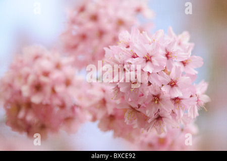Fleur rose tendre de Prunus Shosar Flowering Cherry Tree Banque D'Images