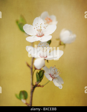 Close-up of white Apple Blossom flowers Banque D'Images