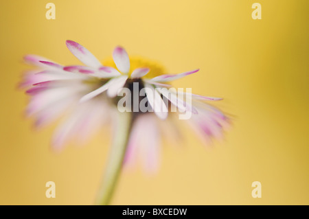 Une seule fleur Marguerite Bellis perennis - Banque D'Images