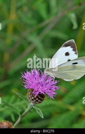 Grand Papillon Blanc : Pieris brassicae. Des femmes. Se nourrissant de fleurs de centaurée. Devon, Angleterre Banque D'Images