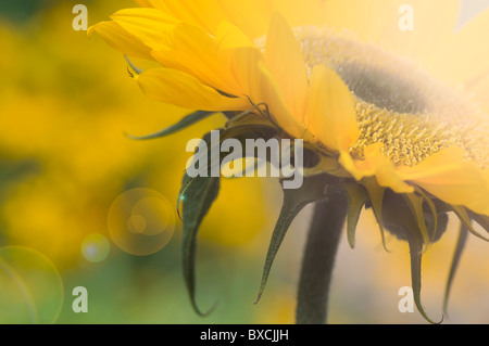 Tournesol - Helianthus annuus avec Lens flare - Sun Flare Banque D'Images