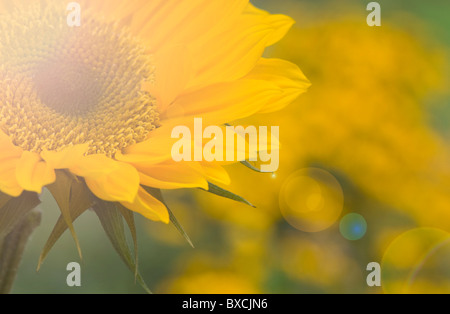 Tournesol - Helianthus annuus avec Lens flare - Sun Flare Banque D'Images