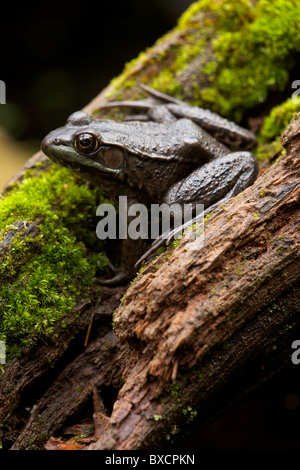 La grenouille verte (Rana clamitans) - On log avec moss - New York - USA Banque D'Images