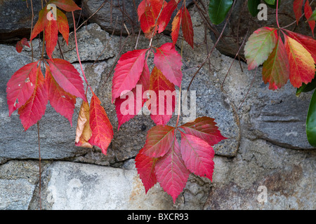 Feuilles rouge vif sur mur de pierre à l'automne, la Nouvelle Angleterre, USA Banque D'Images