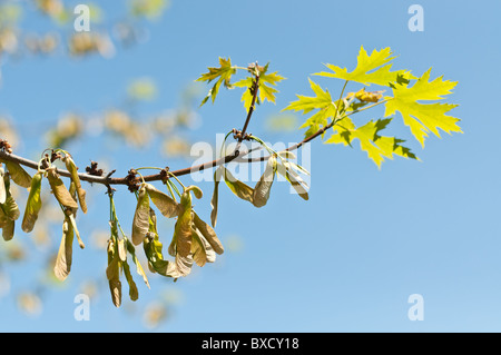 Les clés de l'érable (samaras) et les feuilles poussent sur une branche au printemps. Banque D'Images