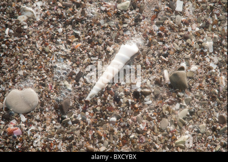 Coquillage de la vis sans fin sur une plage de galets à la recherche comme une corne de licorne Banque D'Images