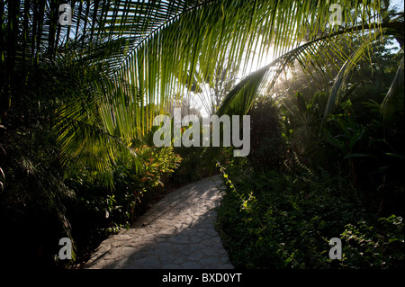 Chemin à travers la forêt tropicale à San Jose Costa Rica Banque D'Images