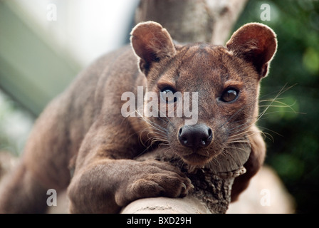 Fossa Cryptoprocta ferox Park Zoo Hogle de l'Utah USA Banque D'Images