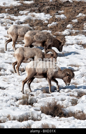 Béliers mouflon Ovis canadensis National Elk Refuge Bretagne France Banque D'Images
