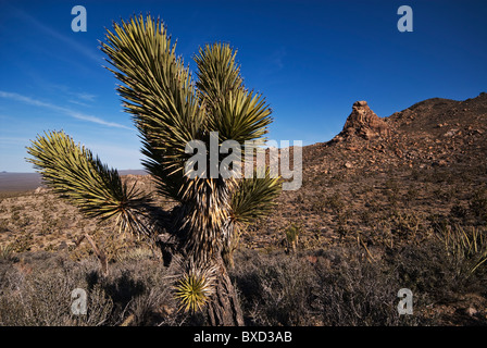 Joshua Tree Yucca brevifolia Cedar Canyon Road Mojave National Preserve California USA Banque D'Images