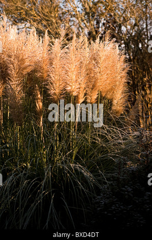 Cortaderia selloana 'pumila', l'herbe de la Pampa, en novembre Banque D'Images