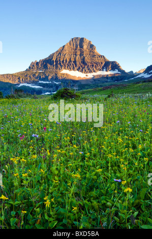 Un champ de fleurs sauvages poussent sous Reynolds Mountain dans le Glacier National Park, Montana. Banque D'Images