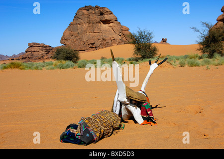 Selle traditionnelle pour la Mehari dromadaires des Touaregs nomades debout dans le sable du désert, désert du Sahara, la Libye Banque D'Images