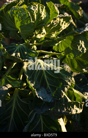 "Chou de Bruxelles" Brillant, Brassica oleracea gemmifera, progressant à RHS Rosemoor, Devon, Angleterre, Royaume-Uni Banque D'Images