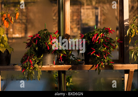 Les piments chili 'Super', Capsicum annuum, grandissant dans une serre de la RHS Rosemoor, Devon, Angleterre, Royaume-Uni Banque D'Images