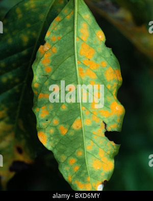 Pustules de rouille du café (Hemileia vastatrix) sur la surface inférieure des feuilles de café, Thaïlande Banque D'Images