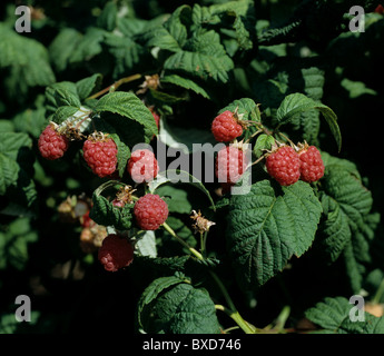 Framboise mûre fruits sur les cannes, Berkshire Banque D'Images