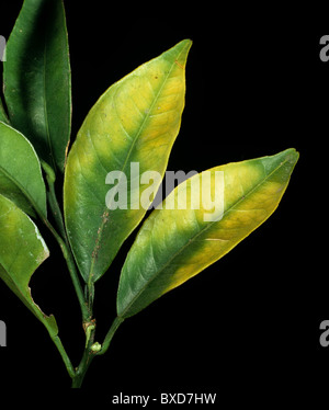 À la chlorose des feuilles orange causé par une carence en magnésium dans l'arbre Banque D'Images