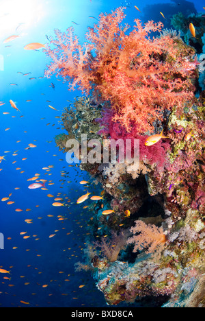 Les récifs coralliens de la mer rouge typique, Shark Reef, Sinai, Red Sea, Egypt Banque D'Images